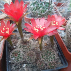 Lobivia arachnacantha - v.torecillasensis - червоноквіткова форма