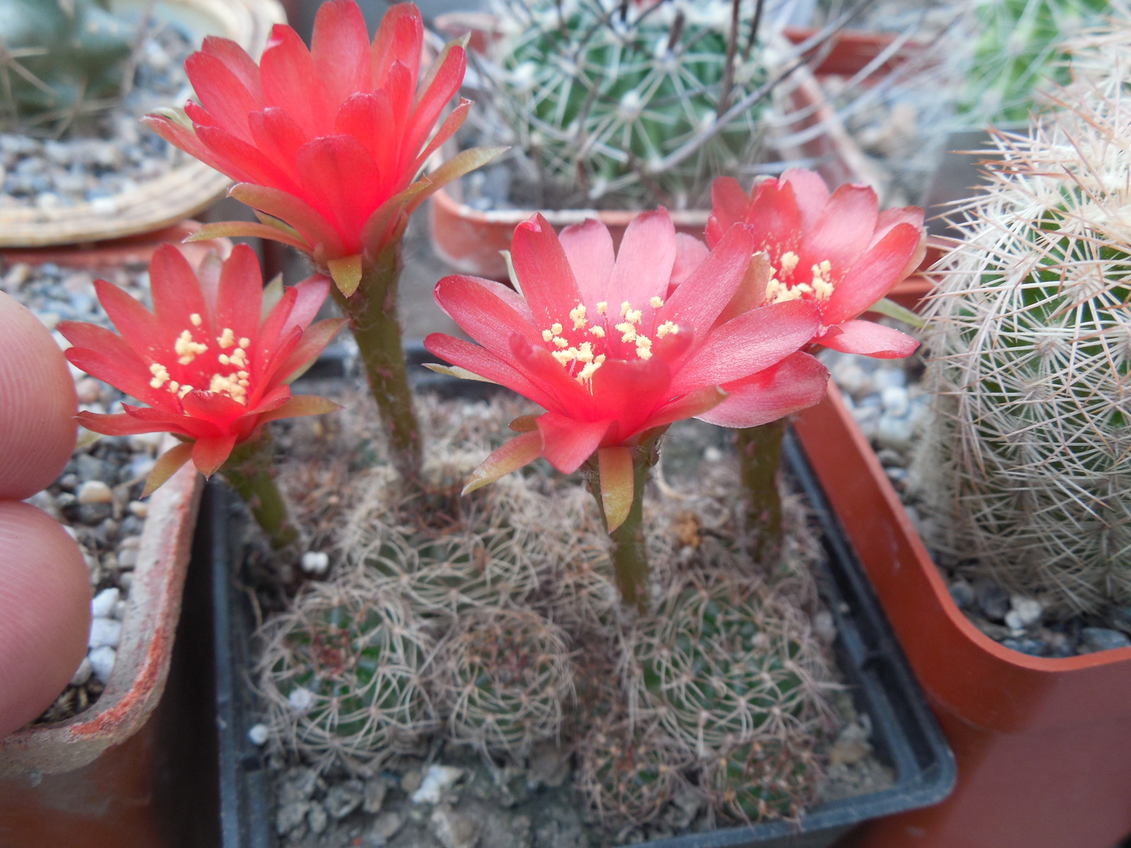 Lobivia arachnacantha - v.torecillasensis - червоноквіткова форма