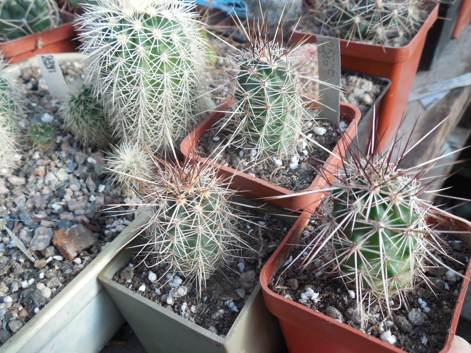 Echinocereus engelmanii - v.chrysocentrus - Indian Springs, NV. super spines - MG -