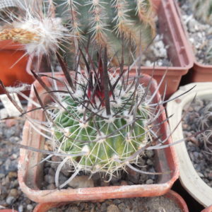 Echinofossulocactus  lloydii - довгі голки, селекція