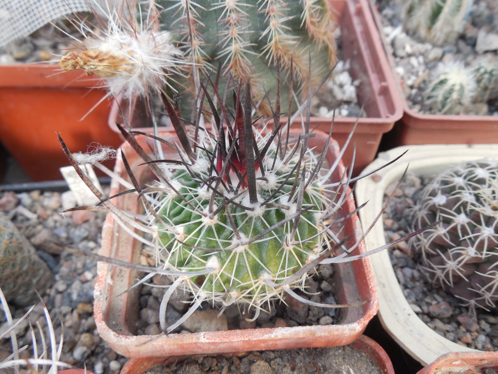 Echinofossulocactus  lloydii - довгі голки, селекція