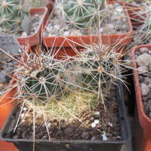 Echinocereus engelmanii - v.chrysocentrus - Indian Springs, NV. super spines - MG -