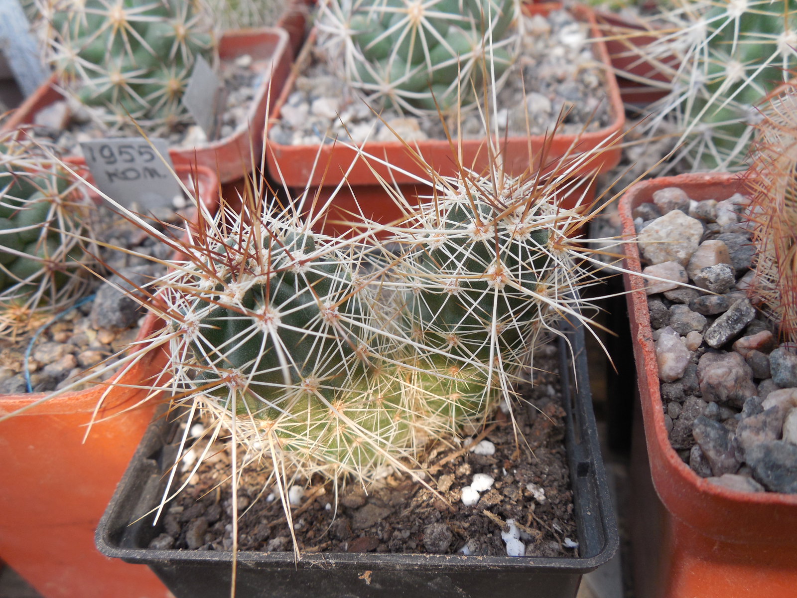 Echinocereus engelmanii - v.chrysocentrus - Indian Springs, NV. super spines - MG -