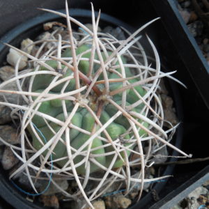 Gymnocalycium spegazzinii