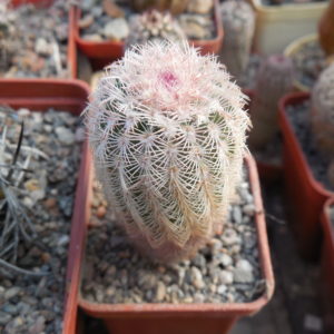 Echinocereus pectinatus - Ascension, NL.- bright pink spines - MG -