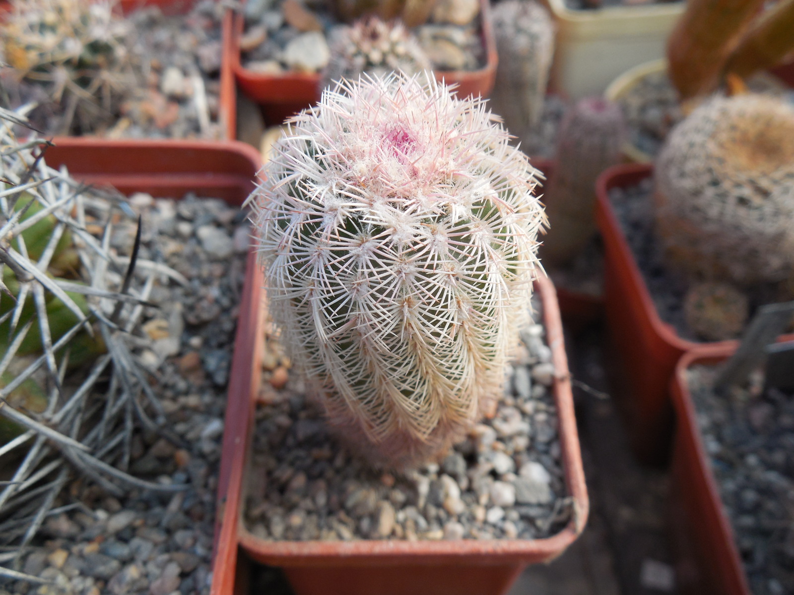 Echinocereus pectinatus - Ascension, NL.- bright pink spines - MG -