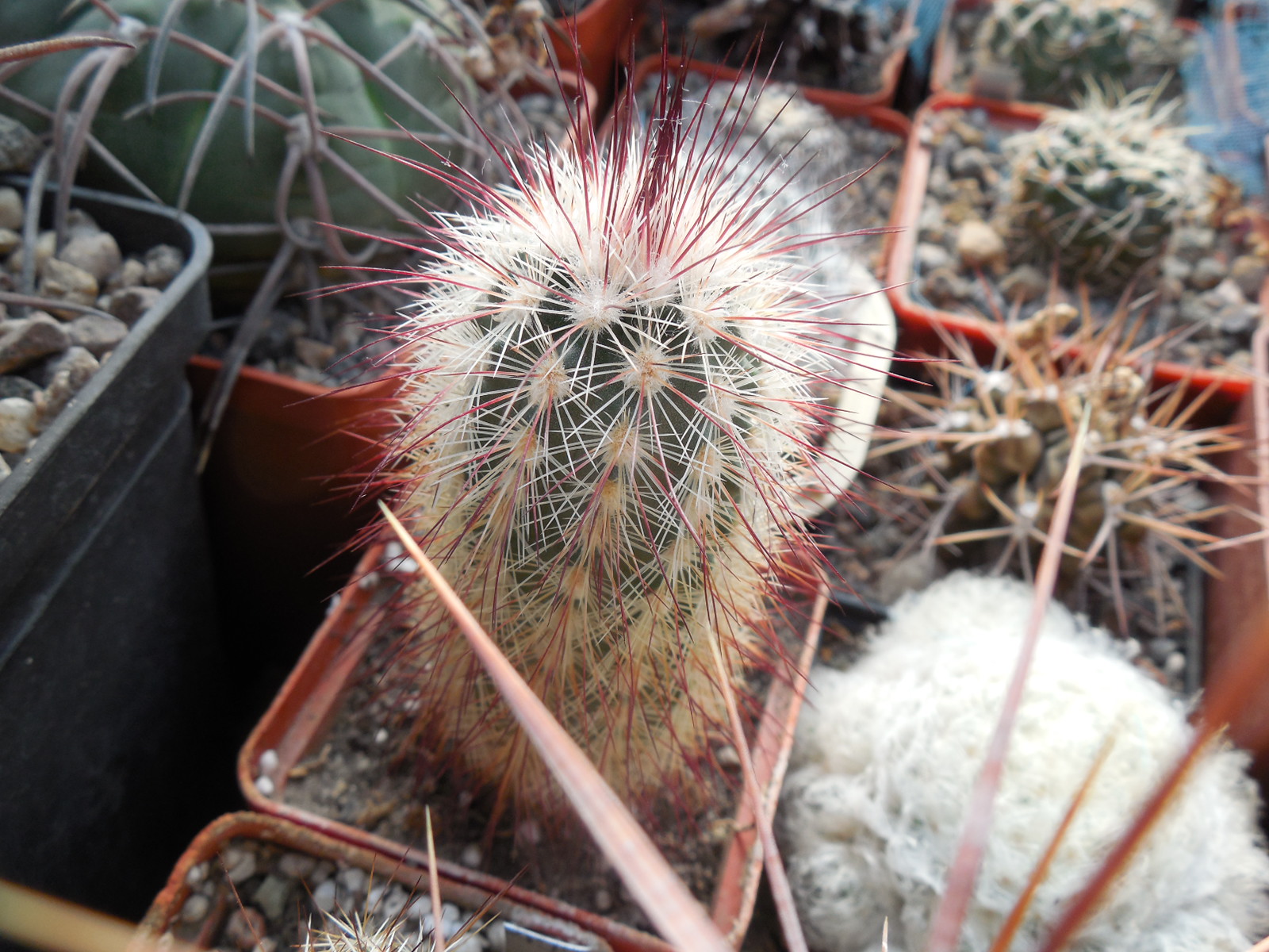 Echinocereus  russanthus - MG -