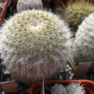 Mammillaria dixanthocentron FO 230 - MG - відбір -