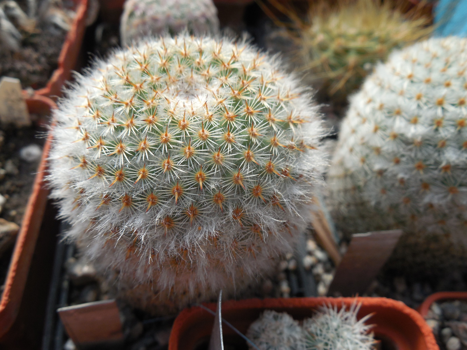 Mammillaria dixanthocentron FO 230 - MG - відбір -
