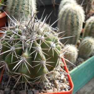 Copiapoa echinoides