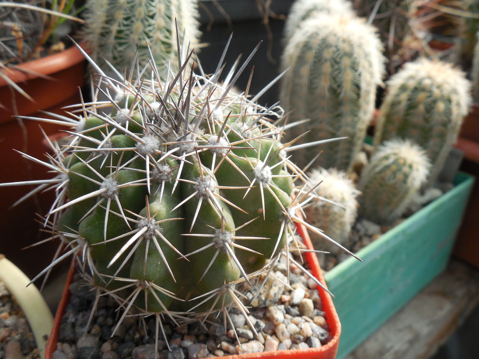 Copiapoa echinoides