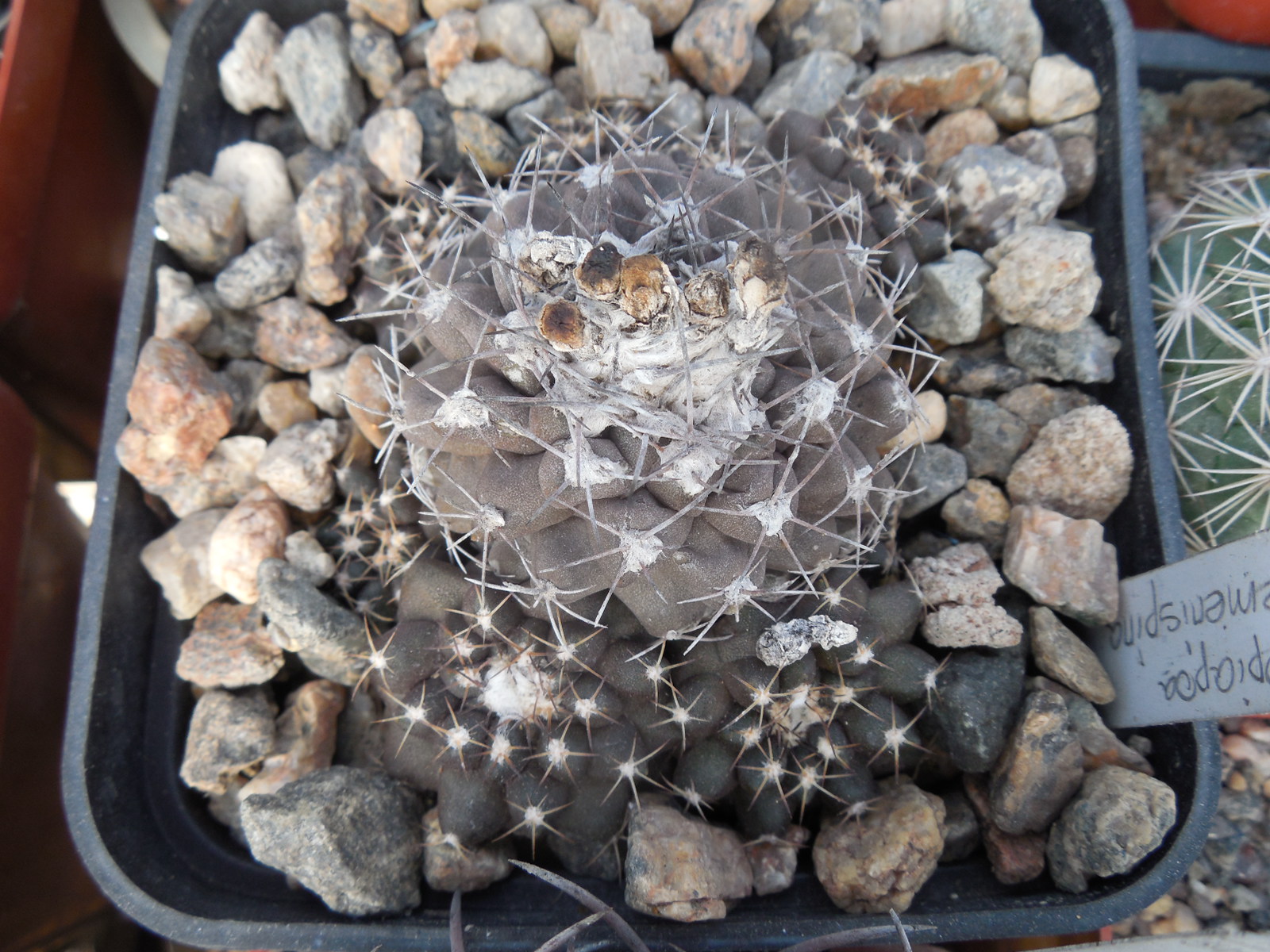 Copiapoa feminispina