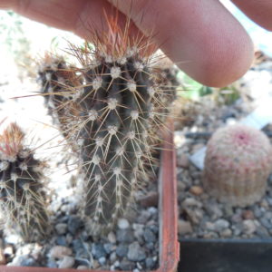 Machaerocereus eruca - MG -