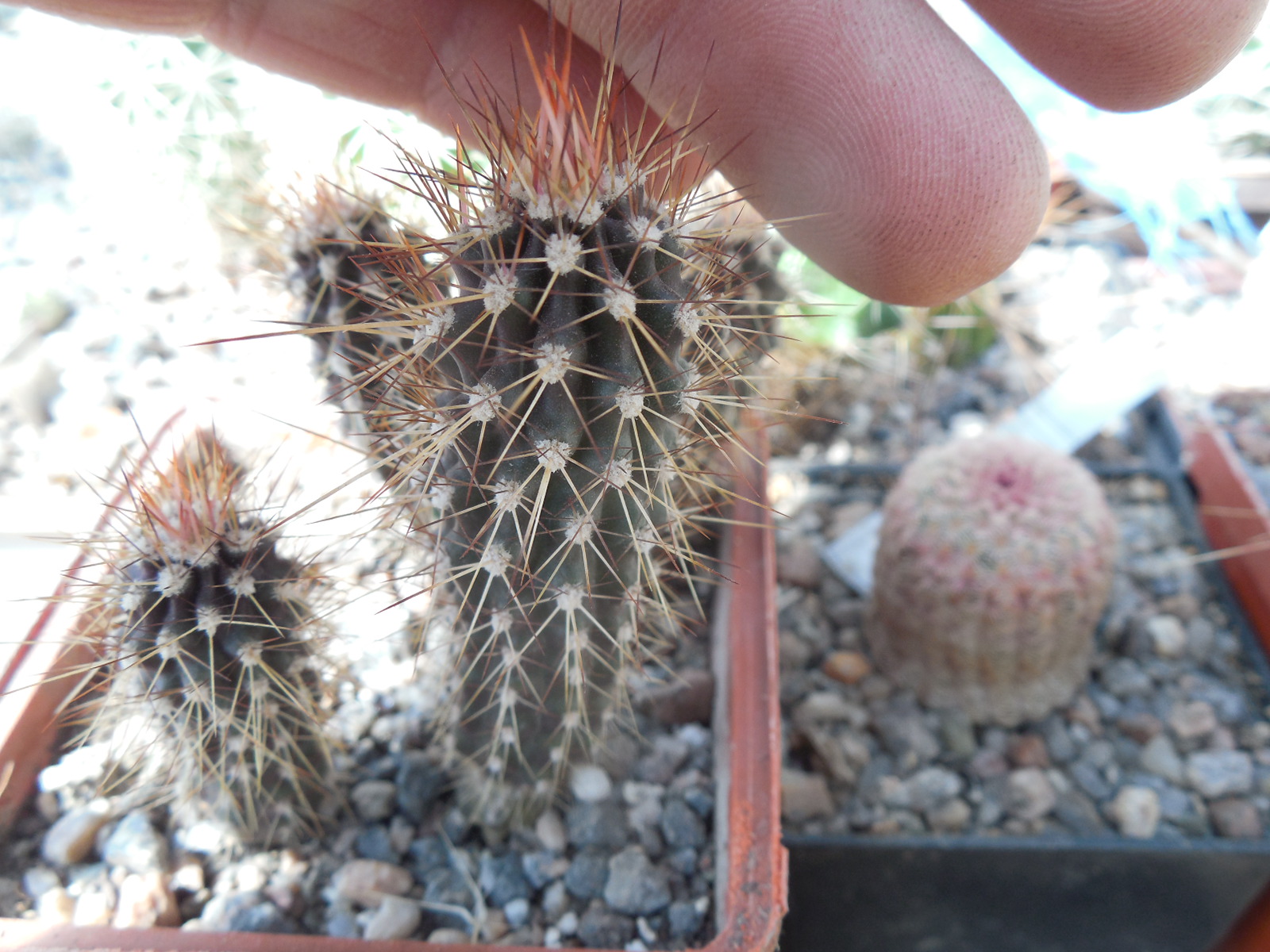 Machaerocereus eruca - MG -