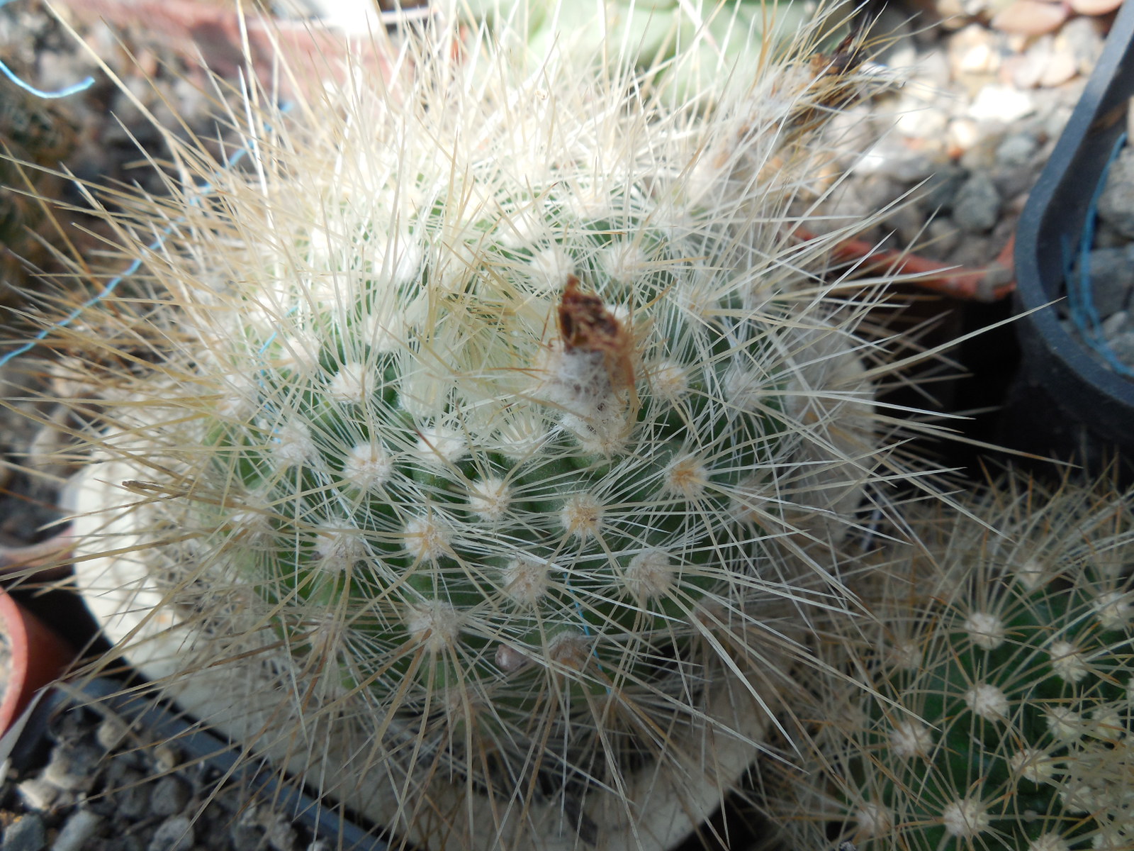 Parodia penicillata - v. nivosa