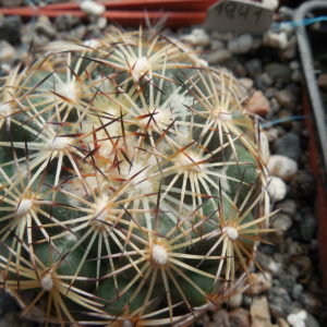 Coryphantha radians SB 679 - Zimapan, H-go, only 12-13 white sp. - MG -