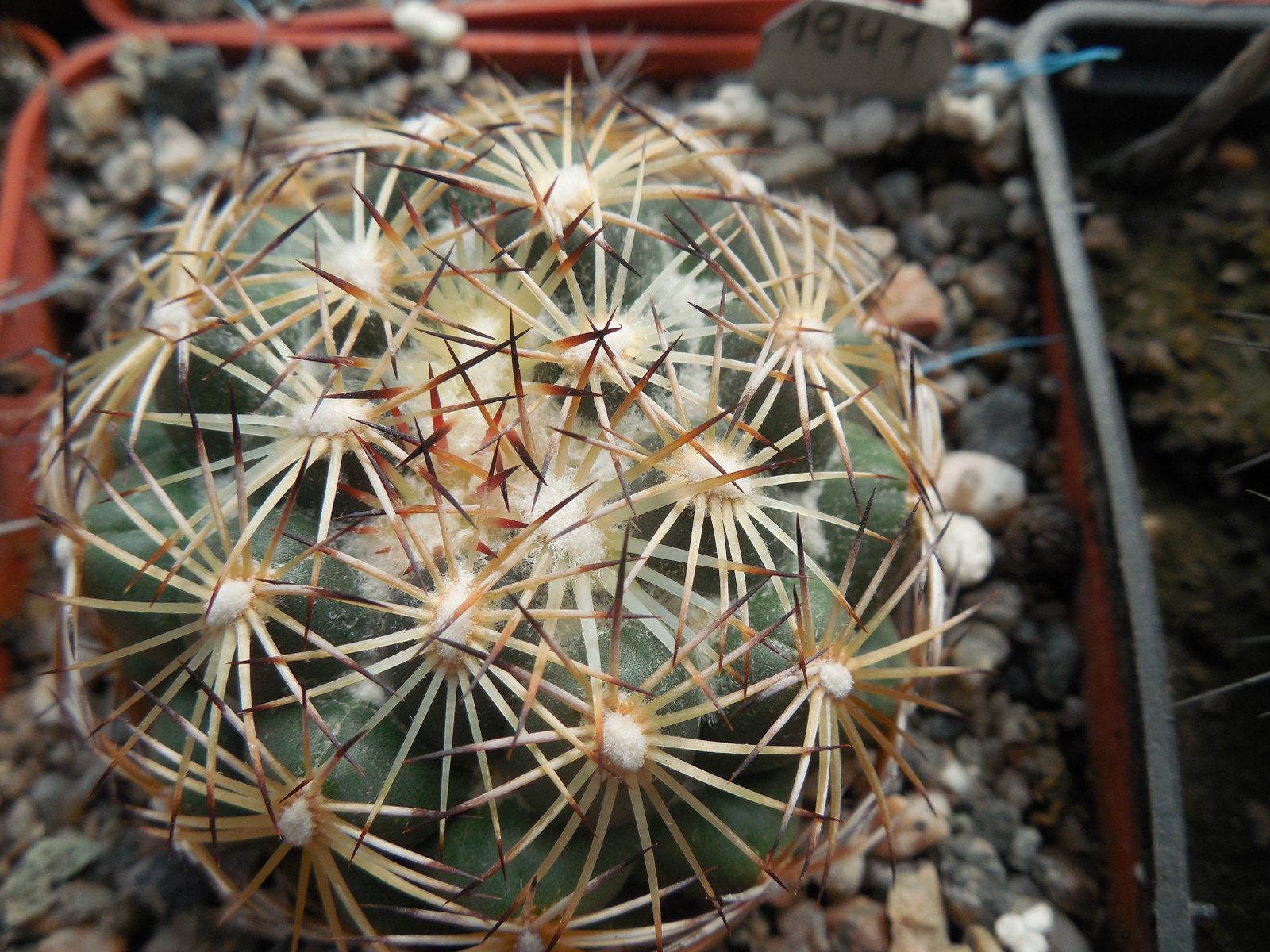 Coryphantha radians SB 679 - Zimapan, H-go, only 12-13 white sp. - MG -