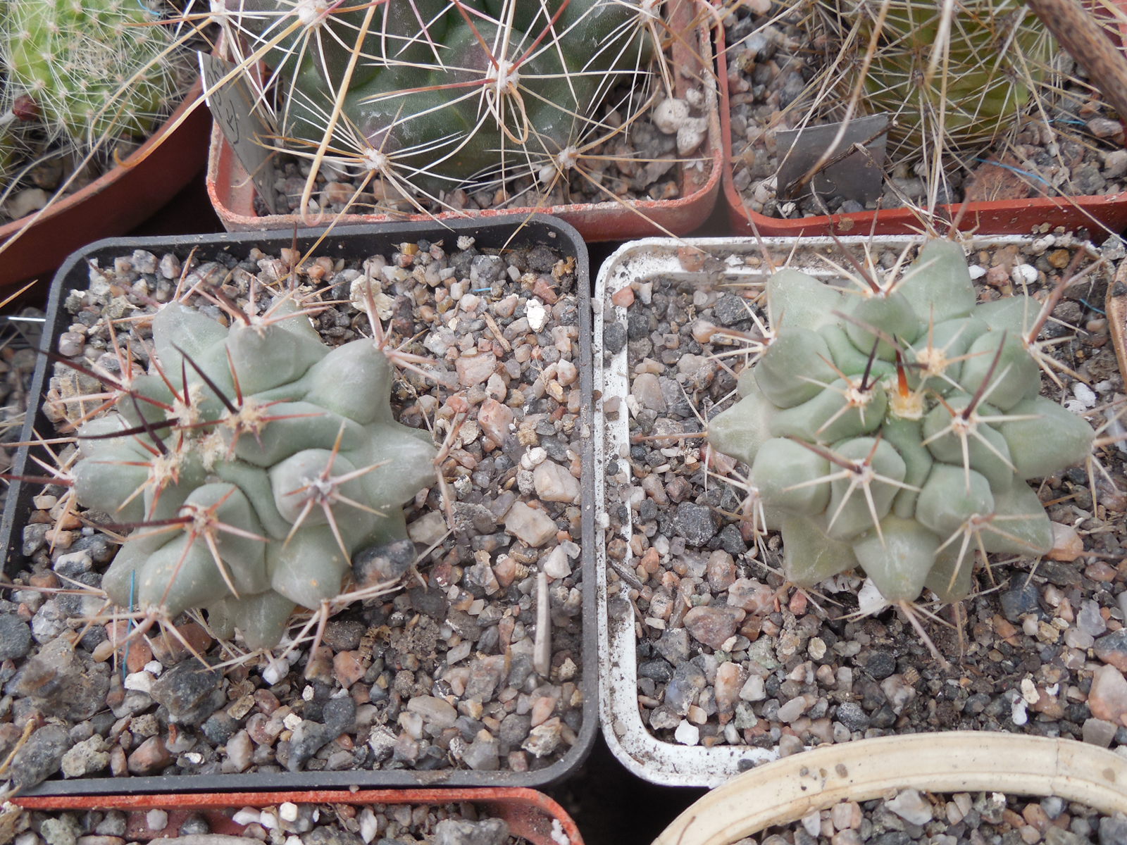 Thelocactus rinconensis - v.nidulans SB 1768 - Sierra de Paila,Coah. - massive - MG -
