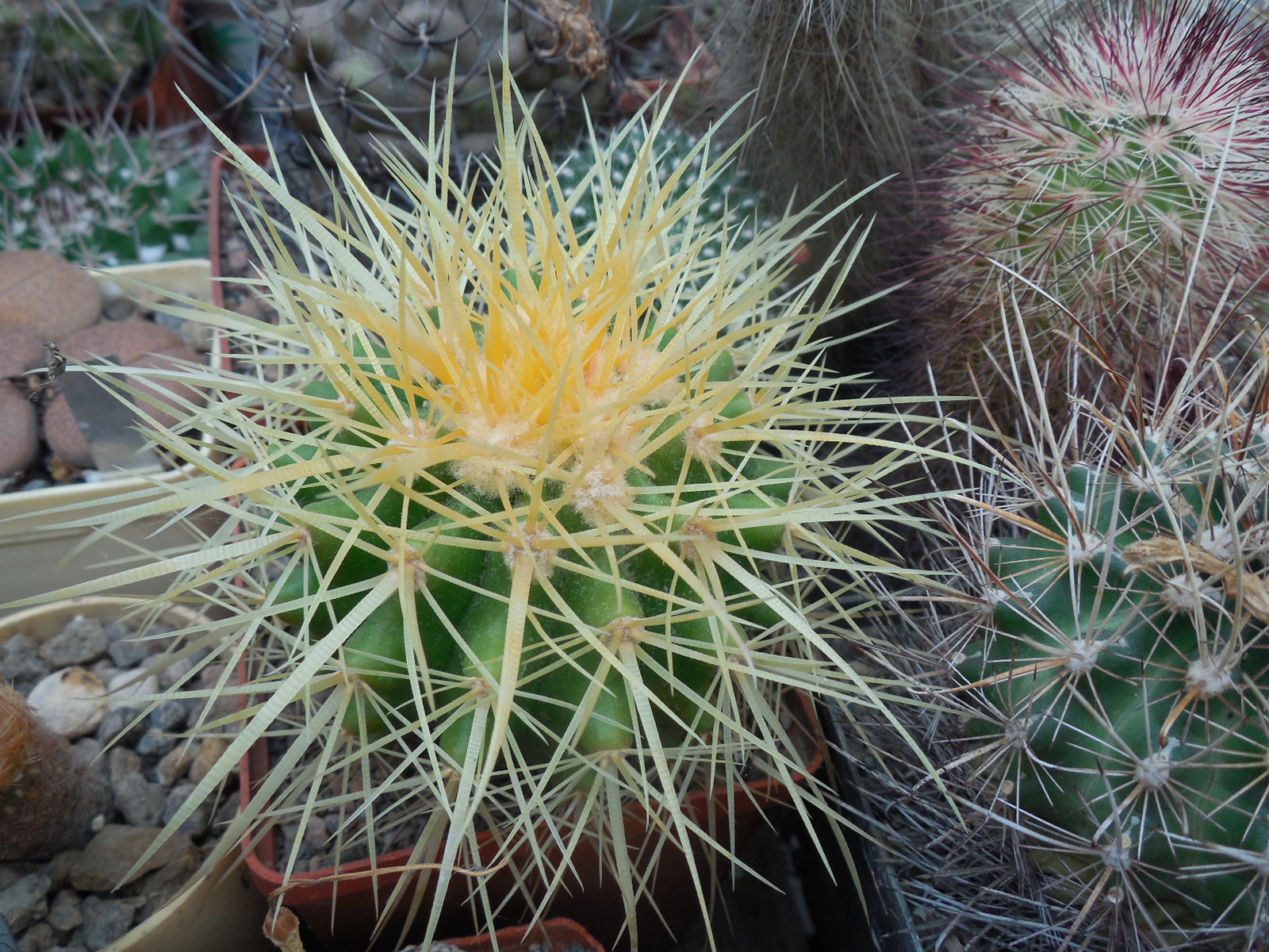 Echonocactus grussonii - MG -
