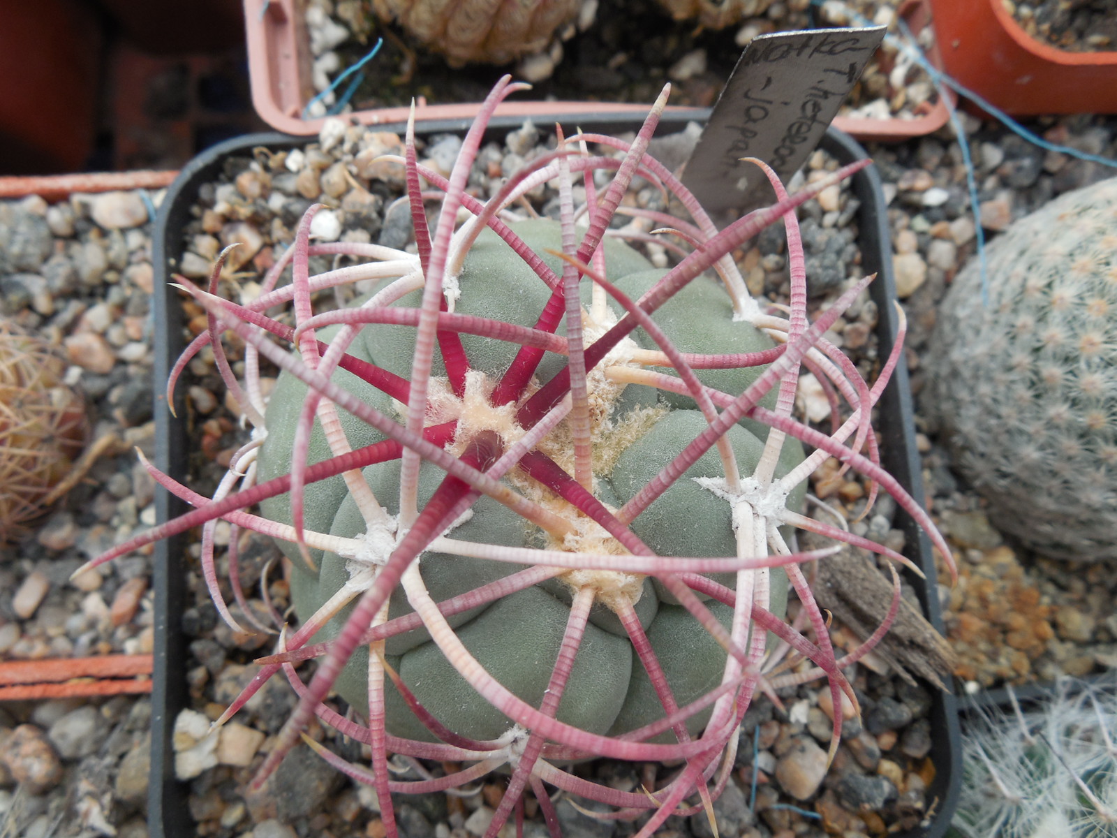Thelocactus heterochromus  japanese cv.