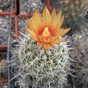 Coryphantha connivens