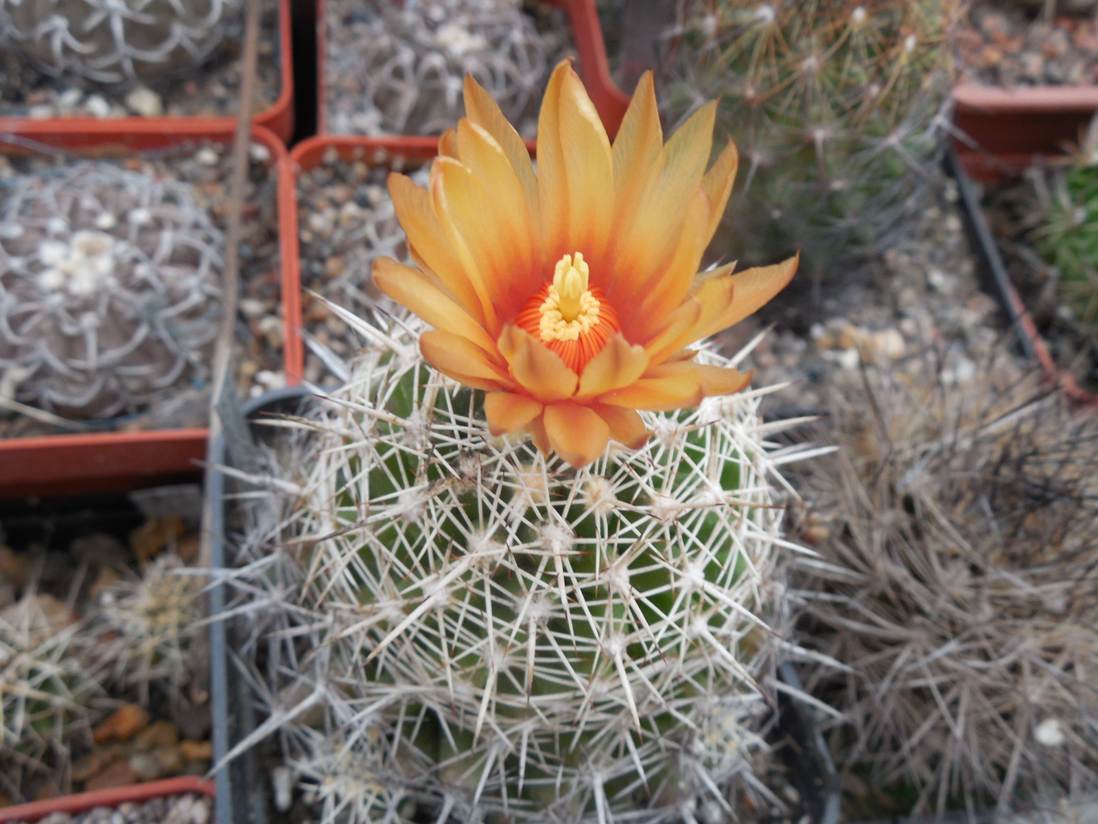 Coryphantha connivens