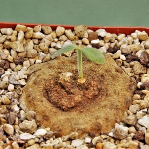 Dorstenia-benguellensis-Tanzania-Njombe-prov.-1