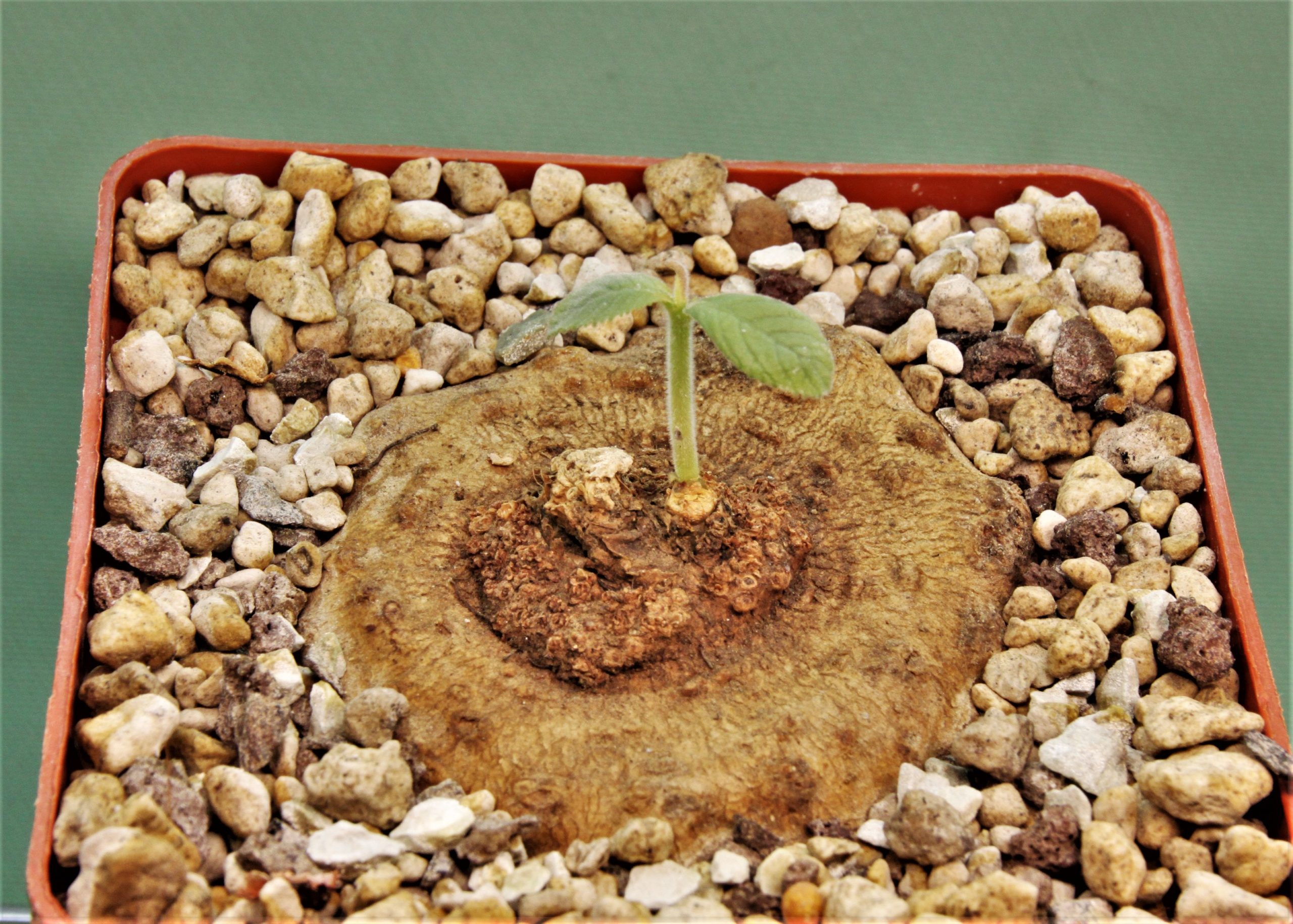 Dorstenia-benguellensis-Tanzania-Njombe-prov.-1