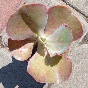 Echeveria Bittersweet