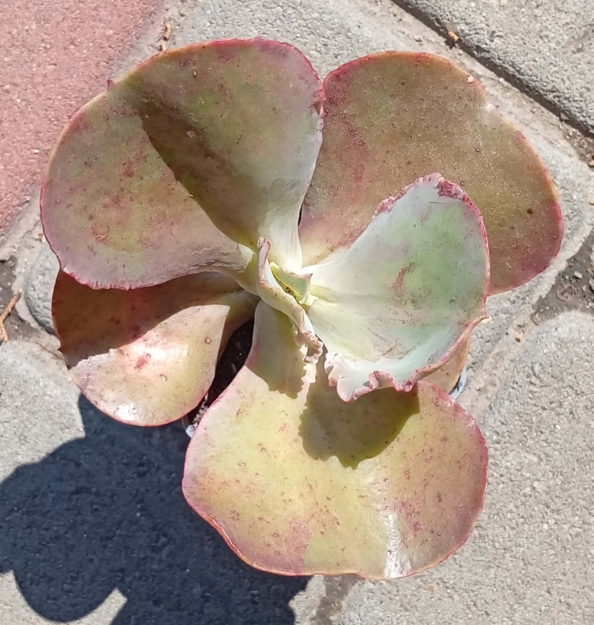Echeveria Bittersweet