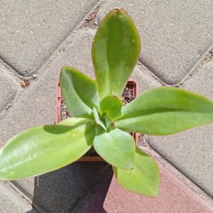 Echeveria sudrigida