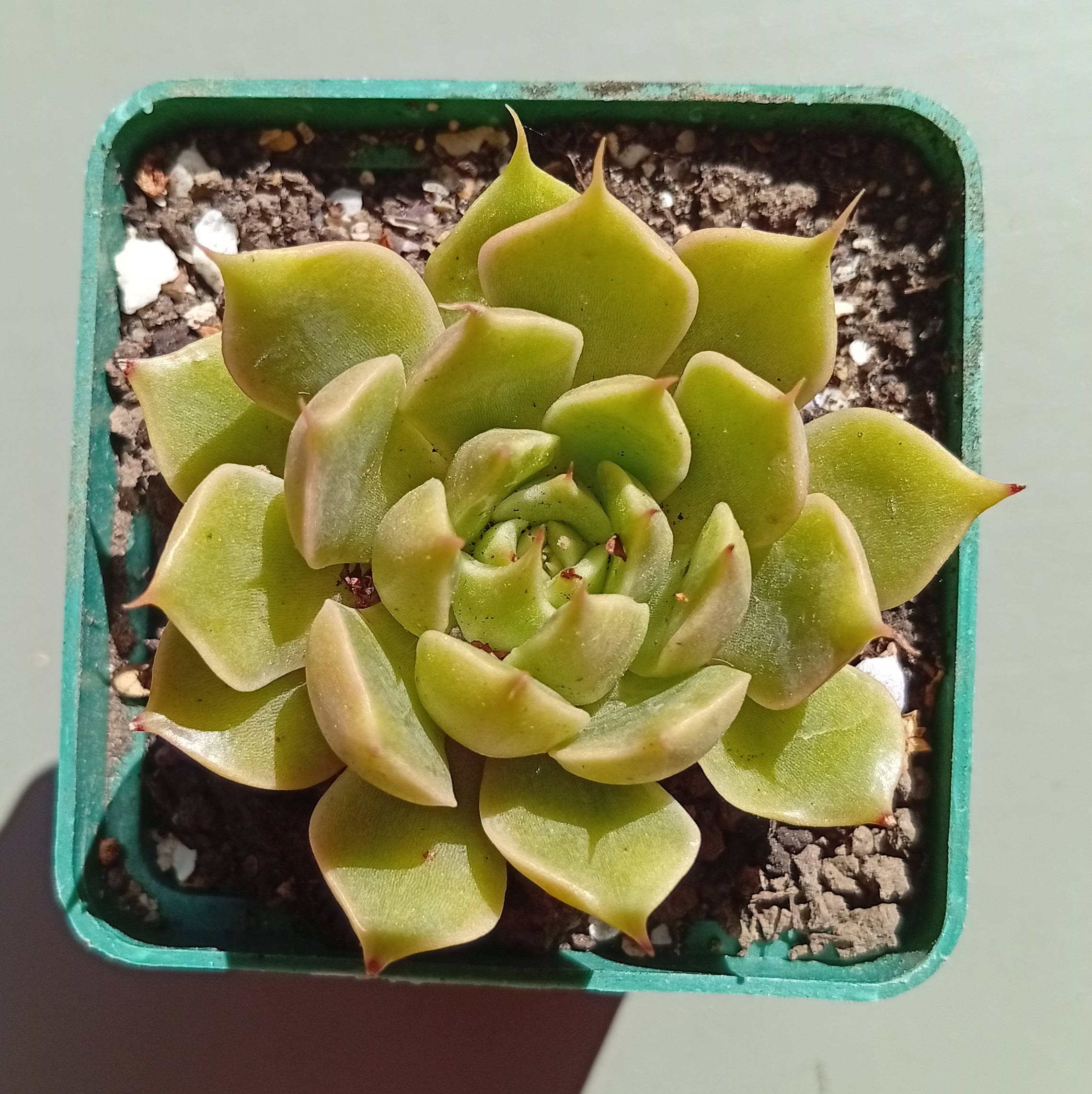 Graptoveria Silver Star x agavoides ( Ermak Olga)