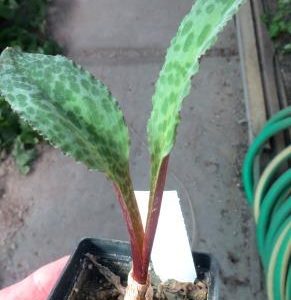 drimiopsis atropurpurea