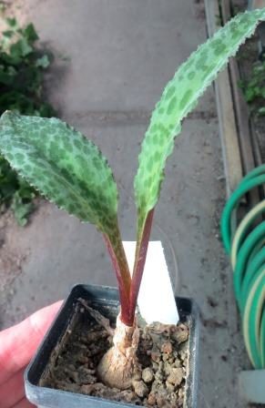 drimiopsis atropurpurea