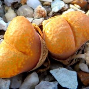 optalmophyllum verrucosum aff CM 142