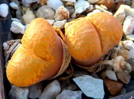 optalmophyllum verrucosum aff CM 142