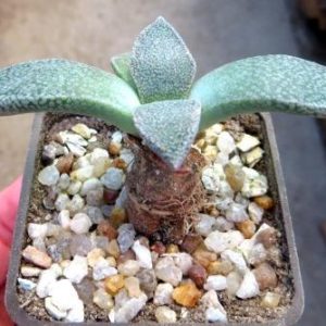 aloinopsis rubrolineata caudex