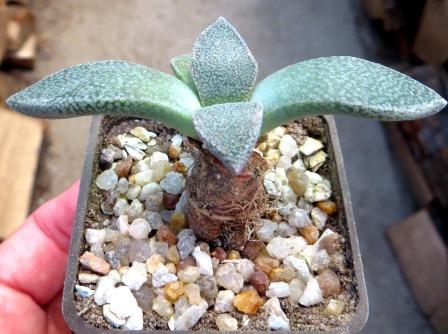 aloinopsis rubrolineata caudex