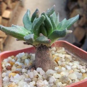 aloinopsis acuta caudex