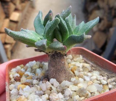 aloinopsis acuta caudex
