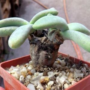 aloinopsis peersii caudex