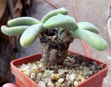 aloinopsis peersii caudex