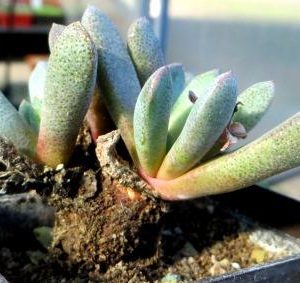 aloinopsis orpenii caudex
