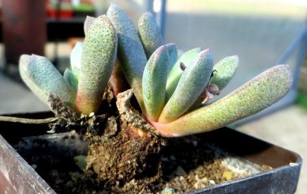 aloinopsis orpenii caudex