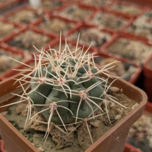 Gymnocalycium gibbosum v. nobile
