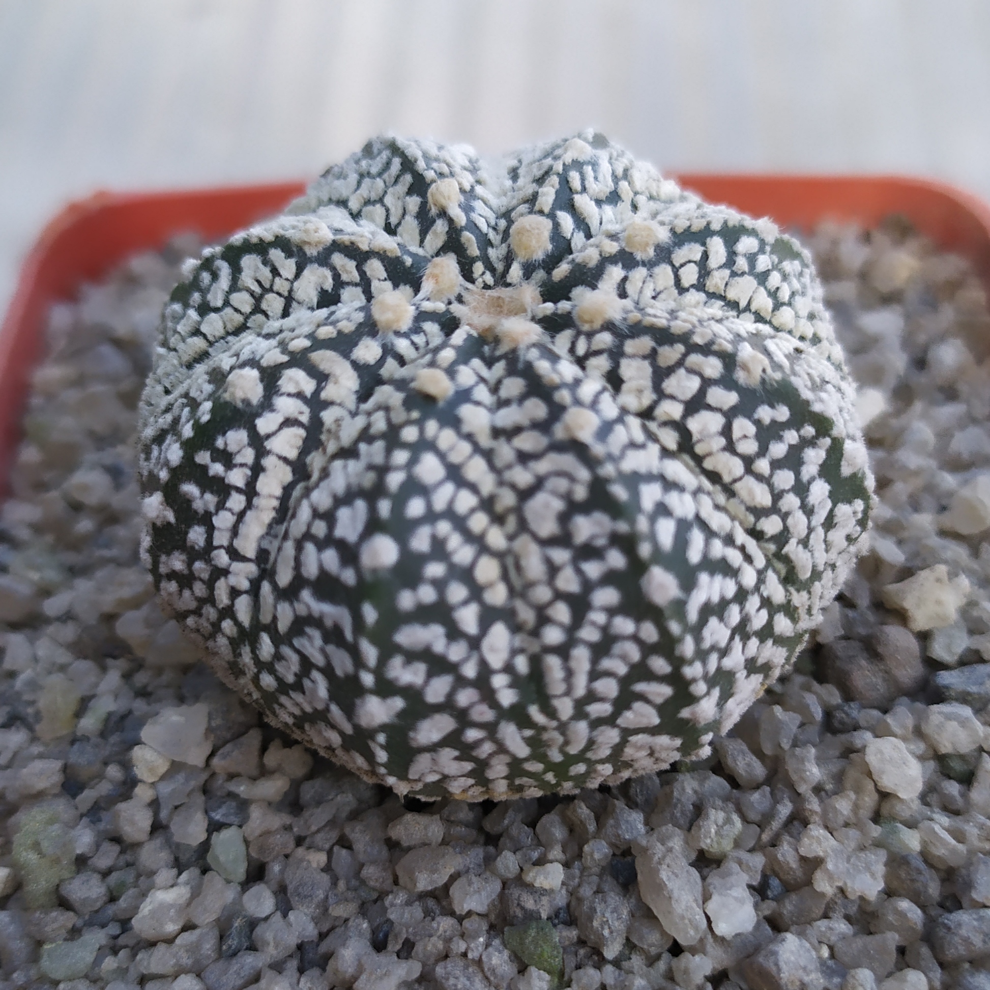Astrophytum Superkabuto