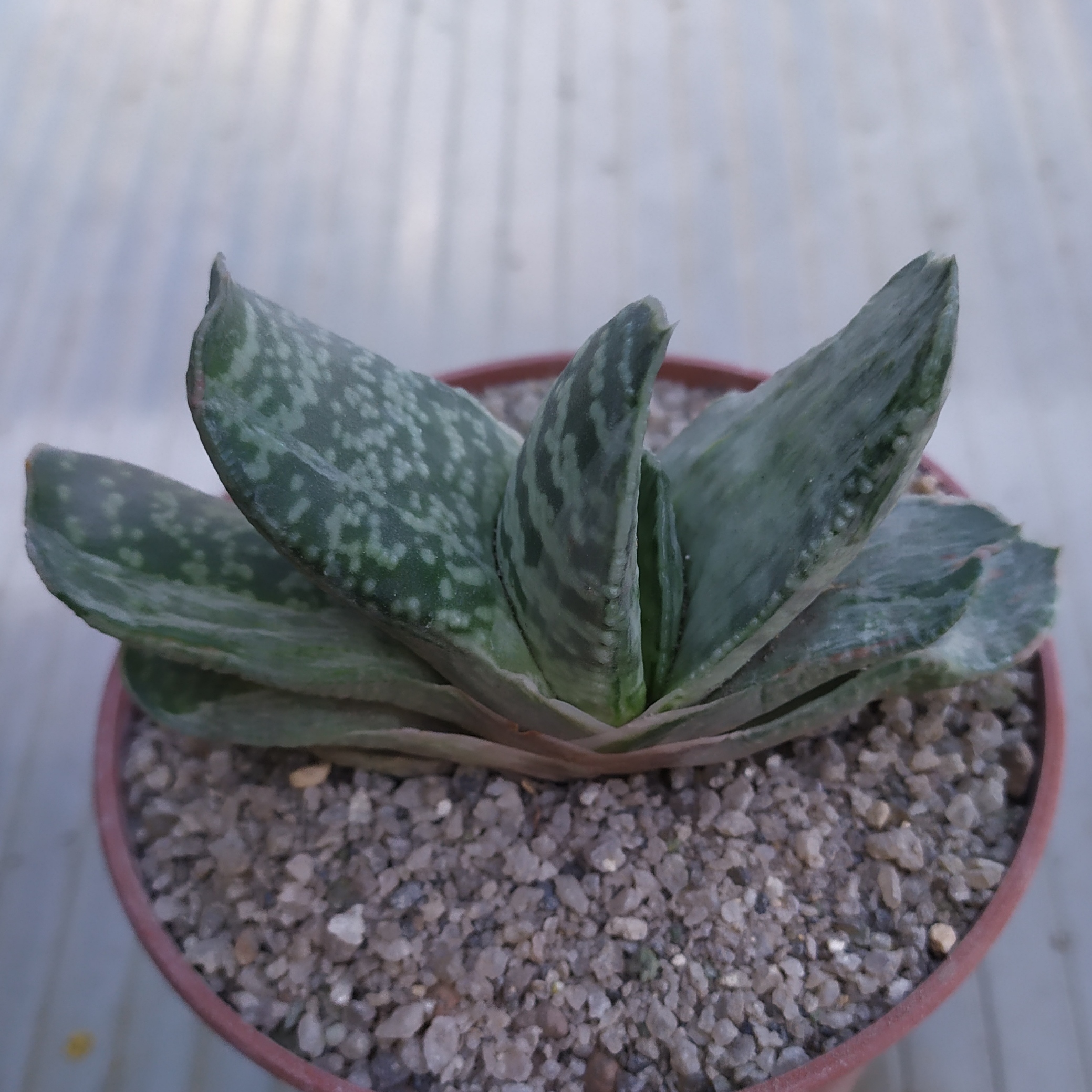 Gasteria disticha f. variegata