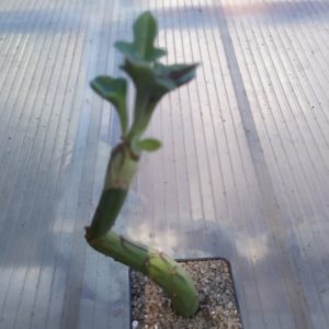Senecio saginata