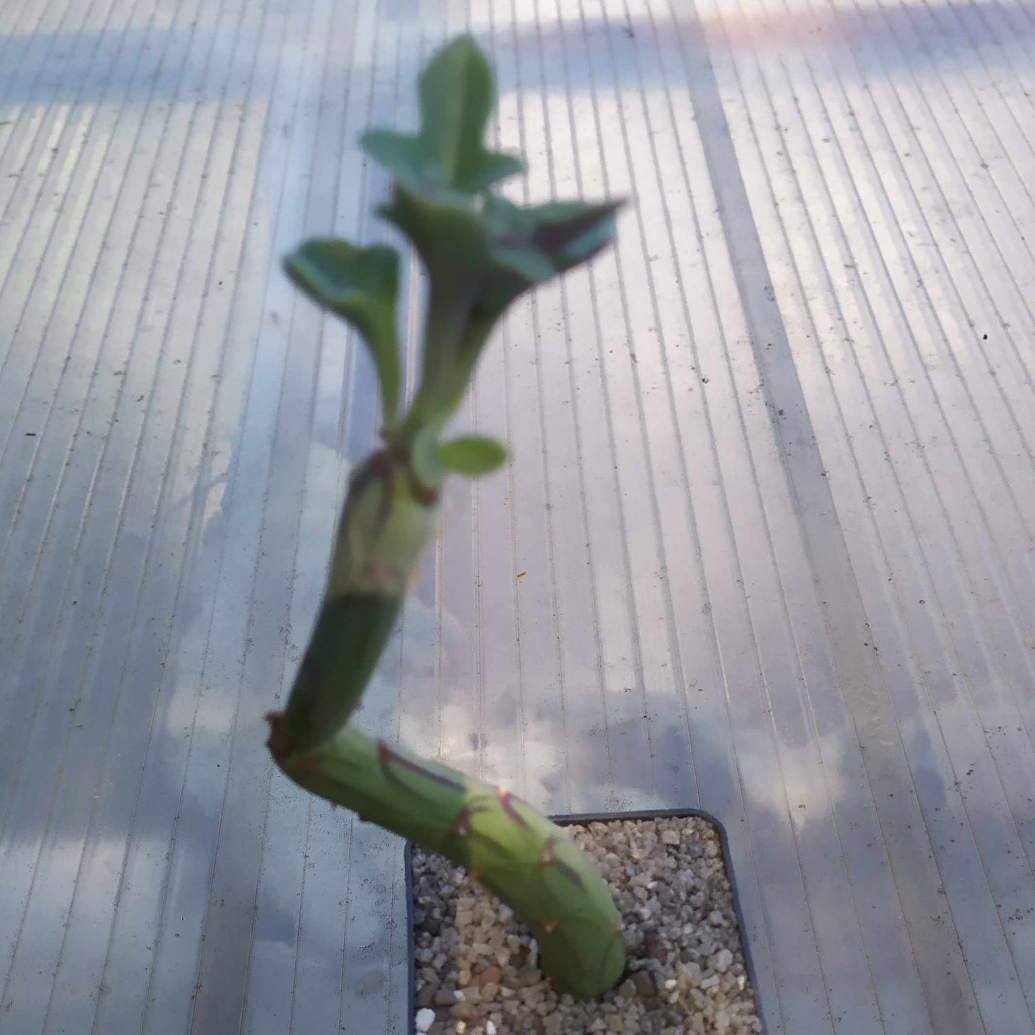 Senecio saginata