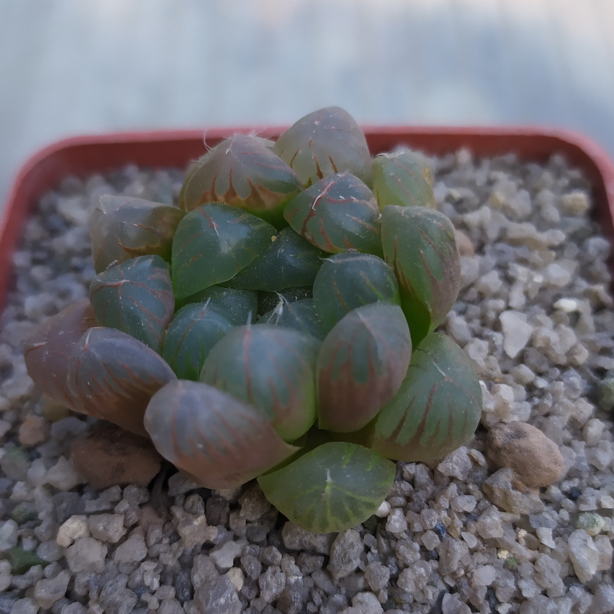 Haworthia cooperi
